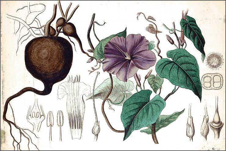 High John Root (Ipomoea jalapa) High John Root (Ipomoea jalapa)