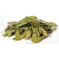 Bearberry Mexican Whole 1oz (uva Ursi)