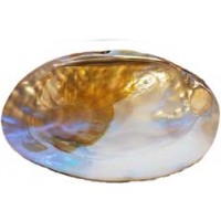 6" Shell Incense Burner