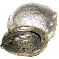 5"- 6" Abalone Shell Incense Burner