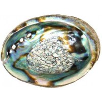 3" - 4" Abalone Shell Incense Burner