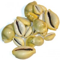 Cowrie Shells 18 Pcs