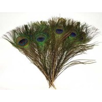 Peacock Feather (pk Of 10)