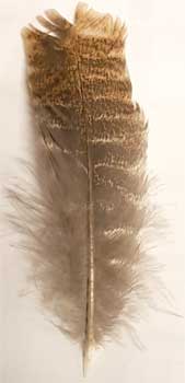 Barred Wing Smudging Feather